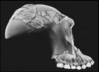 Early hominid skull